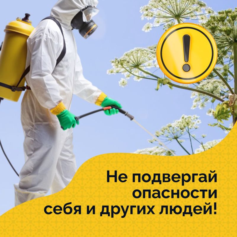 Если на участке вырос борщевик, важно не тянуть с его уничтожением