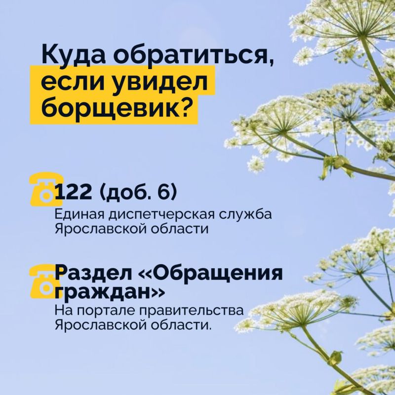 Если на участке вырос борщевик, важно не тянуть с его уничтожением