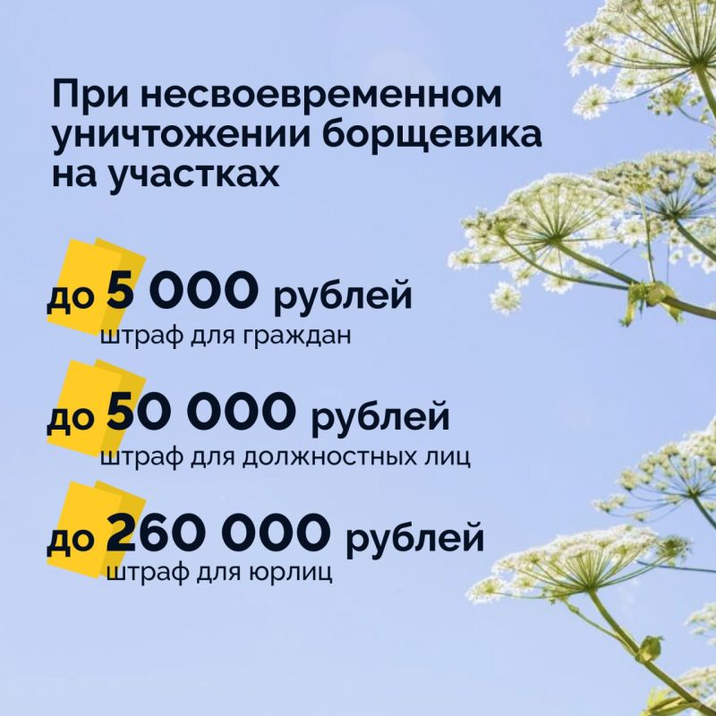 Если на участке вырос борщевик, важно не тянуть с его уничтожением