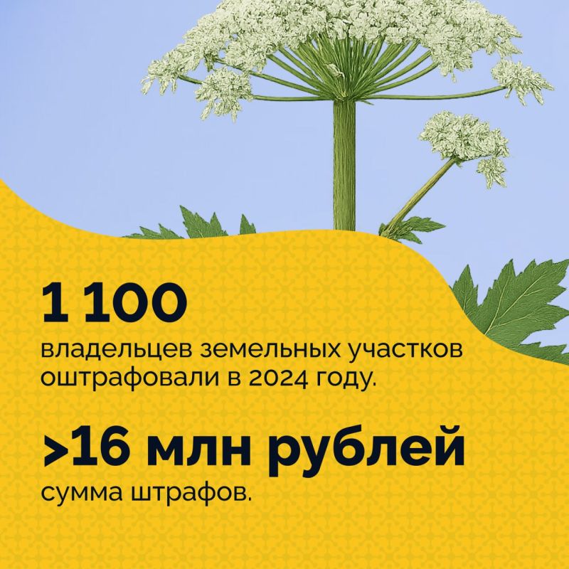 Если на участке вырос борщевик, важно не тянуть с его уничтожением