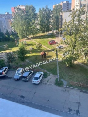 Верблюд во дворе многоэтажки в Ярославле