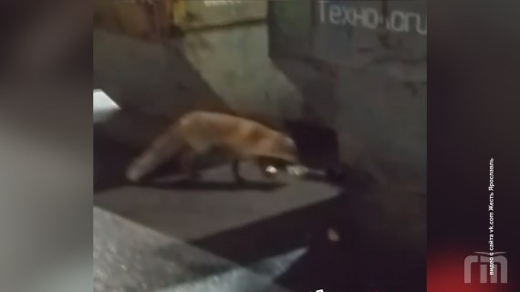 Дикие животные пришли в гости к ярославцам!