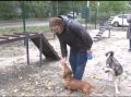 В регионе усиливают меры ответственности за самовыгул собак