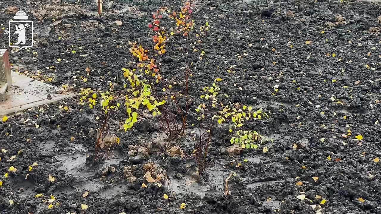Артём Молчанов: На аллее имени Ивана Ткаченко началось озеленение