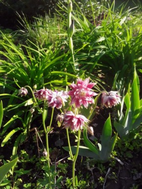 Как многолетние растения меняют облик сада: новинки сезона 2025