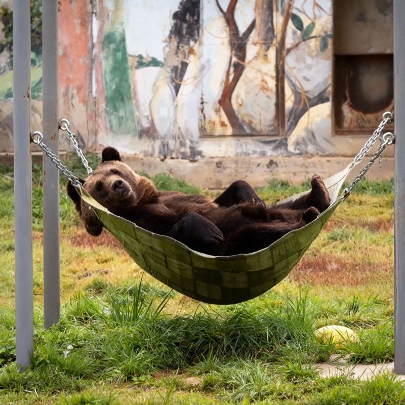 В Ярославском зоопарке медведи перешли на «нажировку»