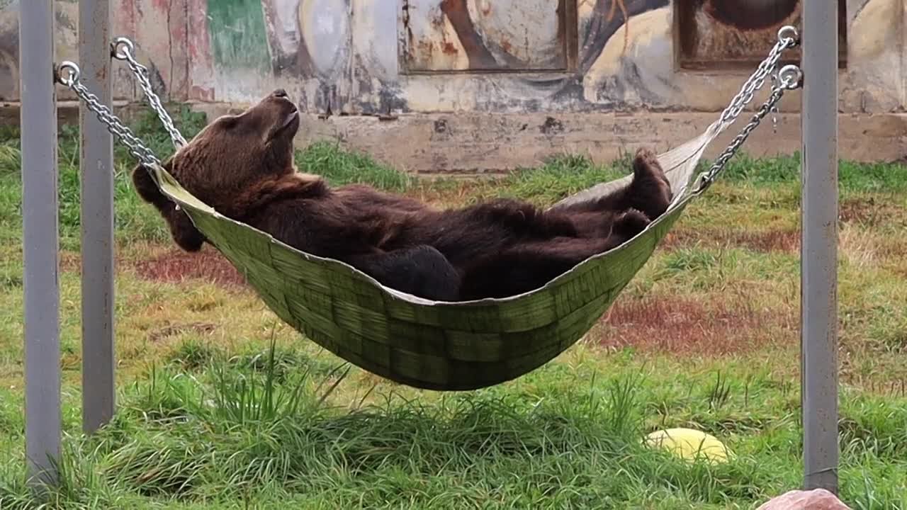 Доброе утро, Ярославль!. Пока мы встаём с кровати и настраиваемся на рабочую субботу, Ума и Топа уже начали подготовку к зимней спячке Посмотрите, как сладко и лениво мишка растянулся в гамаке