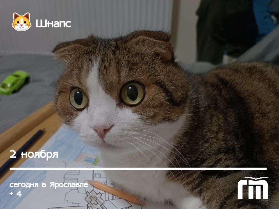 Ваши питомцы — наши звёзды!