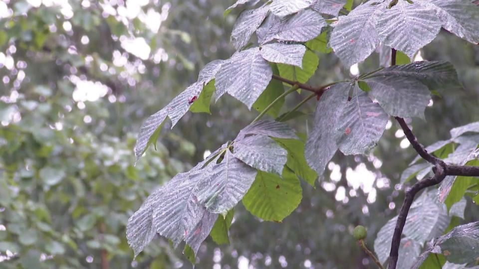 Первого снега в Ярославской области в ближайшие дни ждать не стоит
