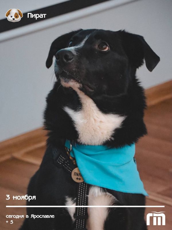 Сегодня доброе утро для Ярославля от настоящей звезды! На фотографии Пират, питомец Марии Каримовой