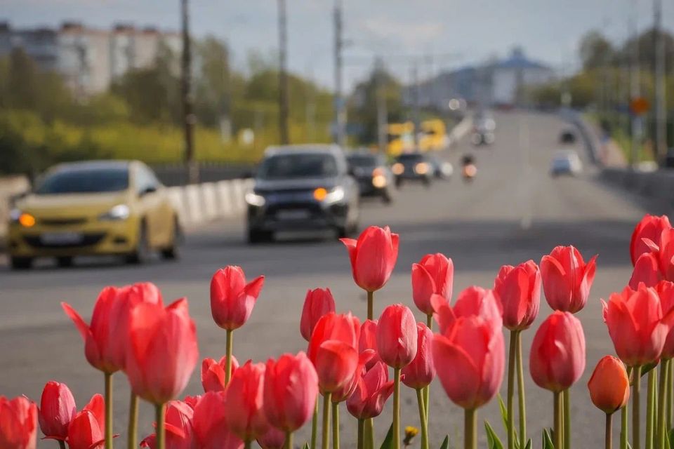 Дмитрий Рудаков: Весной в Рыбинске расцветут 26 тысяч тюльпанов
