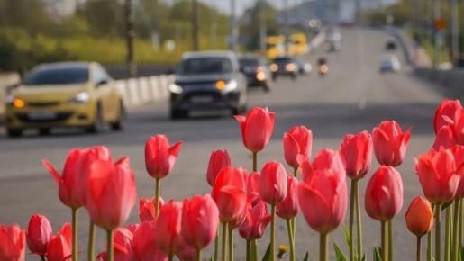 В Рыбинске расцветут 26 тысяч тюльпанов