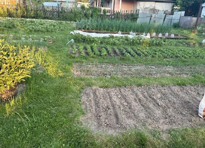 Как блошки захватывают огороды: причины и способы борьбы