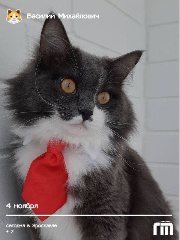 Сегодняшнее утро освещает своим присутствием настоящий джентльмен — котик Василий Михайлович и его хозяйка Галина Гулюгина