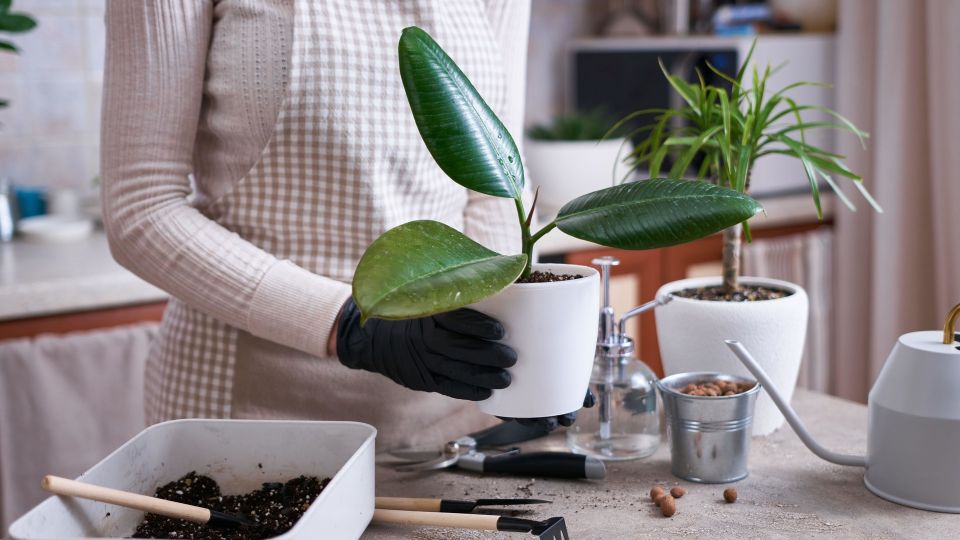 Без слез не взглянешь: вот почему ваш фикус начал резко «лысеть»