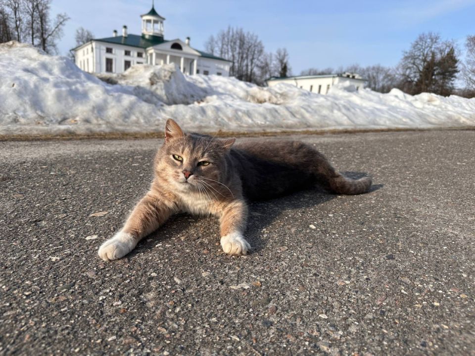 В Ярославской области объявлен розыск пушистого друга: пропал кот Василий — талисман музея «Карабиха» В Ярославской области объявлен розыск пушистого друга: пропал кот Василий — талисман музея «Карабиха»