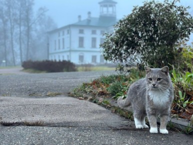 В Ярославской области объявлен розыск пушистого друга: пропал кот Василий — талисман музея «Карабиха»