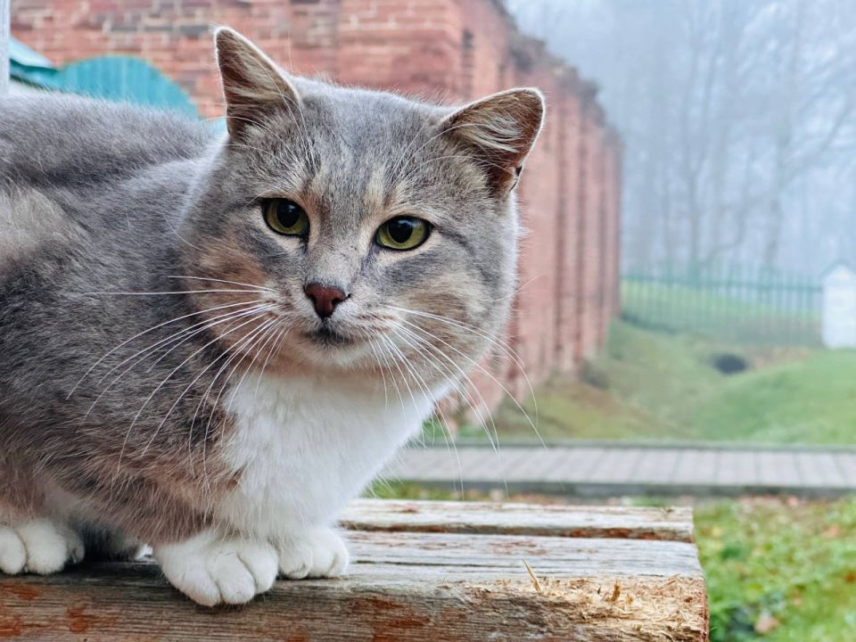 В Ярославской области объявлен розыск пушистого друга: пропал кот Василий — талисман музея «Карабиха» В Ярославской области объявлен розыск пушистого друга: пропал кот Василий — талисман музея «Карабиха»