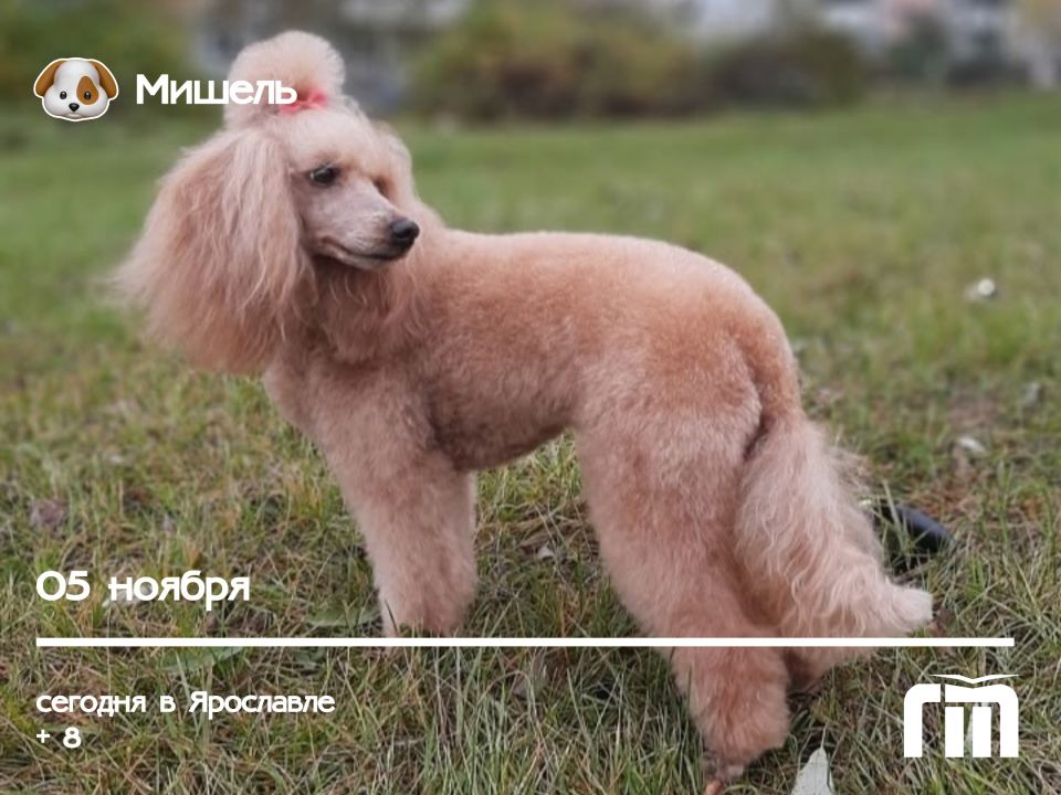 Сегодня утром встречаем Мишель Ольги Яковлевой-Белозеровой