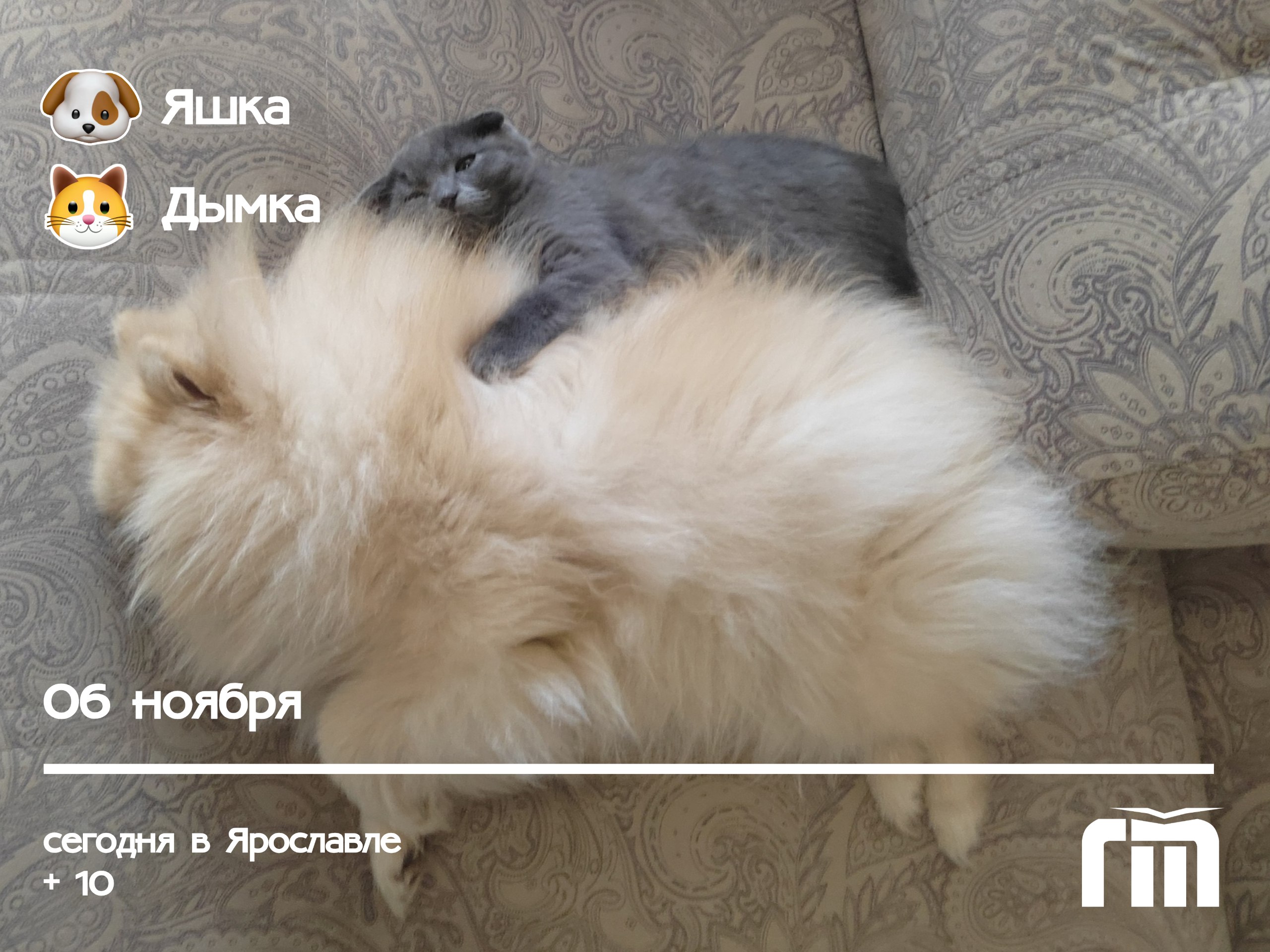 Сегодня утро по-настоящему сладкое! Встречайте пушистый дуэт Елены Шатской — очаровательный шпиц Яшка и нежная кошечка Дымка