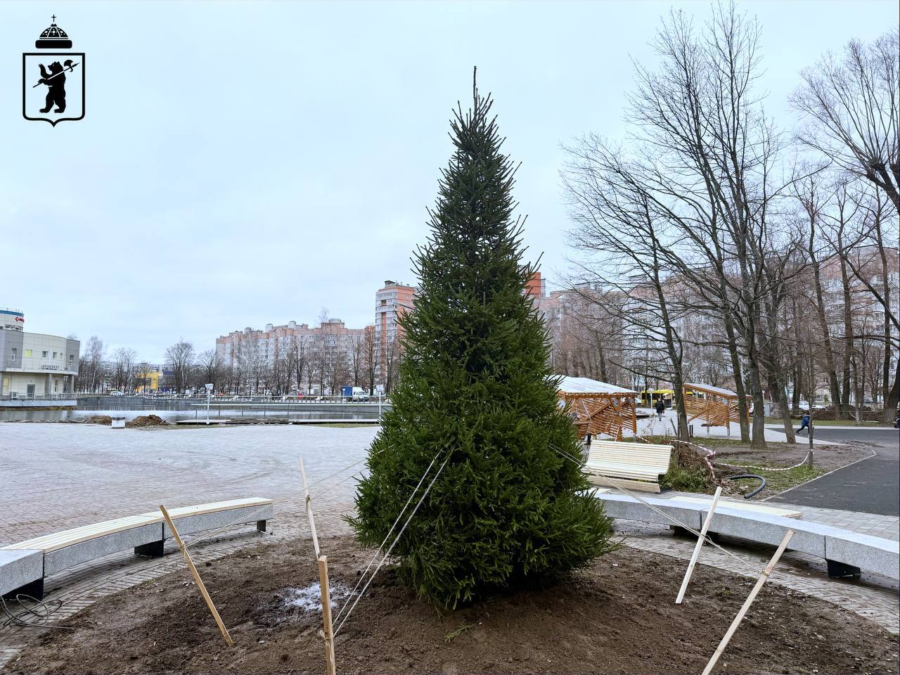 В парке 30-летия Победы установили новую ель В парке 30-летия Победы установили новую ель