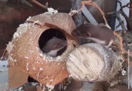 Новые обитатели в Ярославском зоопарке