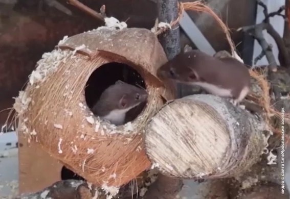 Новые обитатели в Ярославском зоопарке