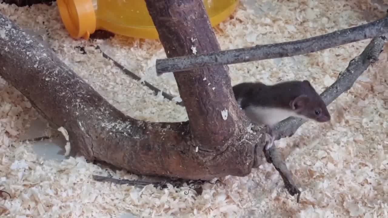 Доброе утро, Ярославль!. Начинаем день так же подвижно и шустро, как ласки из Ярославского зоопарка — маленькие, невероятно быстрые, любознательные и озорные зверьки