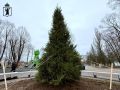 В парке 30-летия Победы установили новую ель