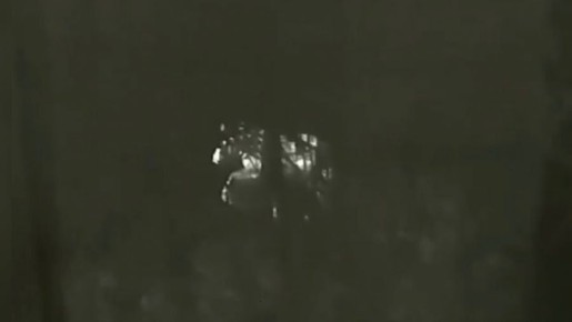 Сохатого из ярославского двора вернули в лес