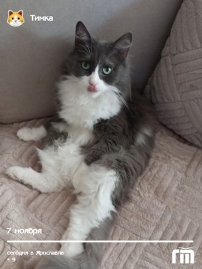 Мур-мантра от кота Тимки Светланы Буториной: просыпаемся с особым пятничным зарядом озорства и обаяния