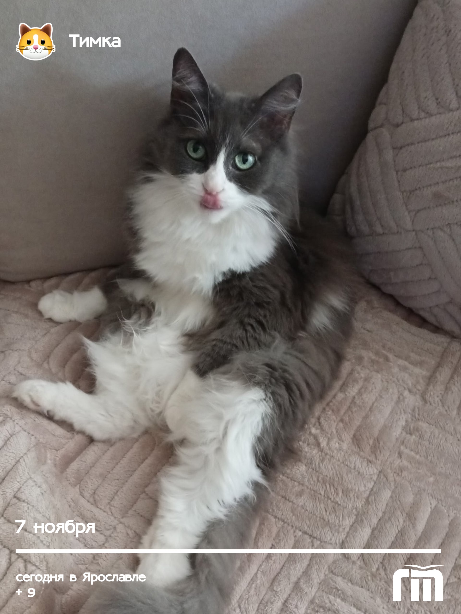 Мур-мантра от кота Тимки Светланы Буториной: просыпаемся с особым пятничным зарядом озорства и обаяния