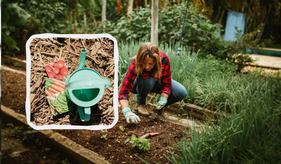 Май 2025: секреты удачной посадки картошки и овощей в лунном календаре