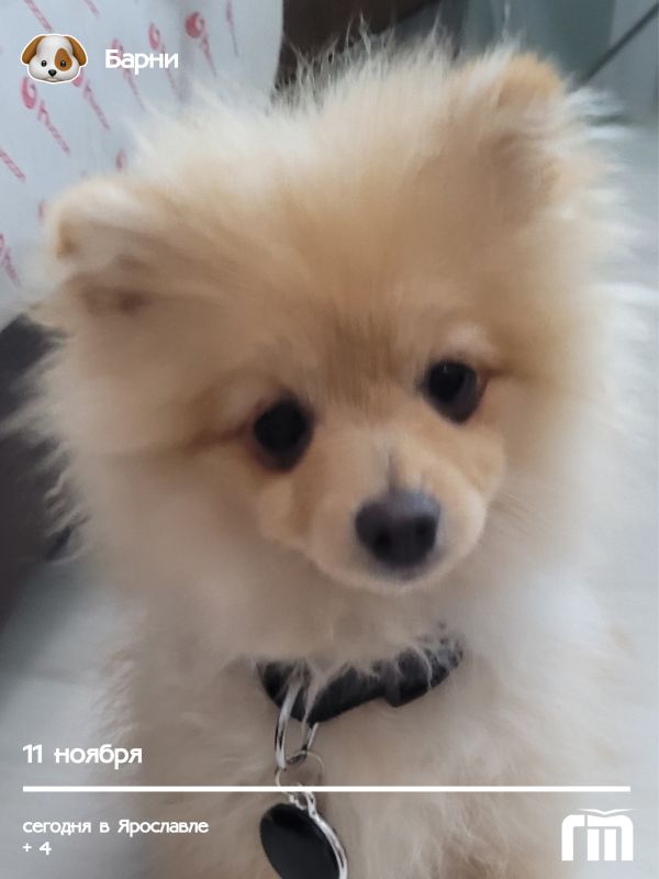 Пушистое облачко с мокрым носом — так можно описать нашего сегодняшнего героя! Встречайте щенка Барни Анюты Сокоролов — очаровательного шпица, который знает секрет идеального утра!