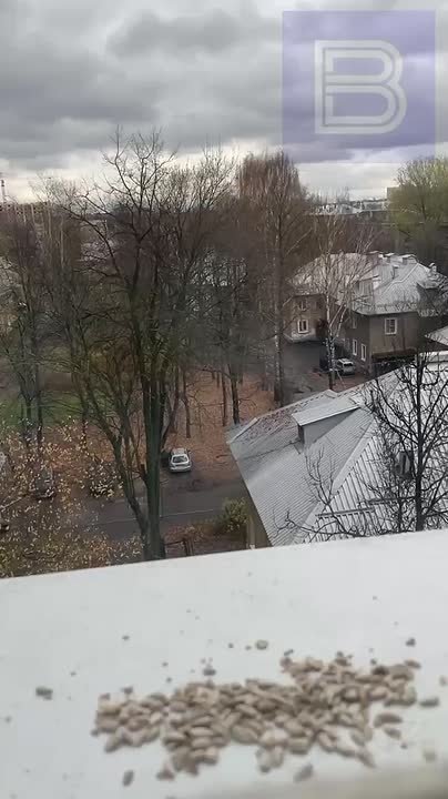 Доброе утро, ярославцы!. А знаете ли вы, что сегодня в России отмечается один из самых добрых праздников – Синичкин день? Он был создан по инициативе Союза охраны птиц России