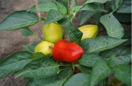 Эффективная уборка и хранение сладкого перца