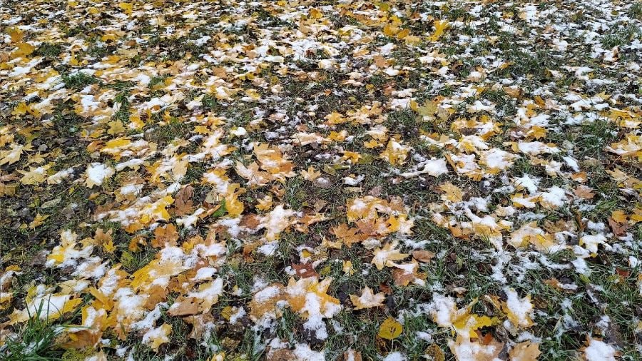 В Ярославскую область придет метеорологическая зима