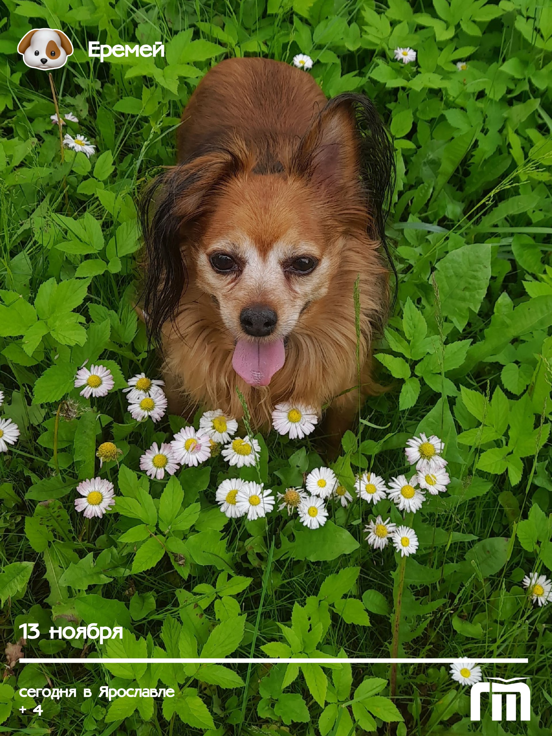 Маленький красавчик с большим сердцем и редким именем — встречайте Еремея! Этот очаровательный песик Людмилы Кузьминой готов подарить вам заряд утренней радости