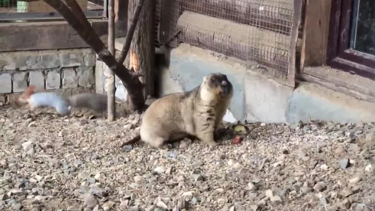 Зима уже близко, и обитатели Ярославского зоопарка это точно знают!