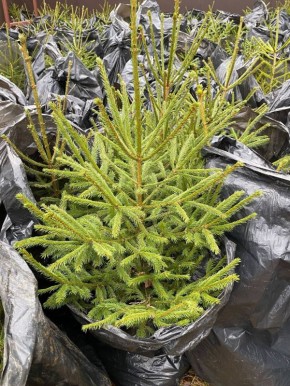 Дмитрий Рудаков: Завод «Энмаш» продолжает озеленять парк на проспекте генерала Батова