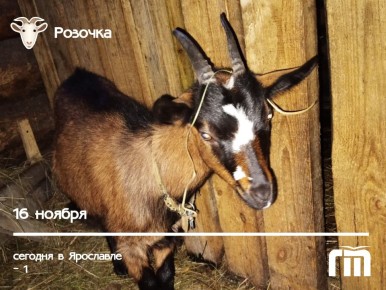 А вот и сюрприз! Наша утренняя рубрика представляет козочку Розочку Олеси Панковой!