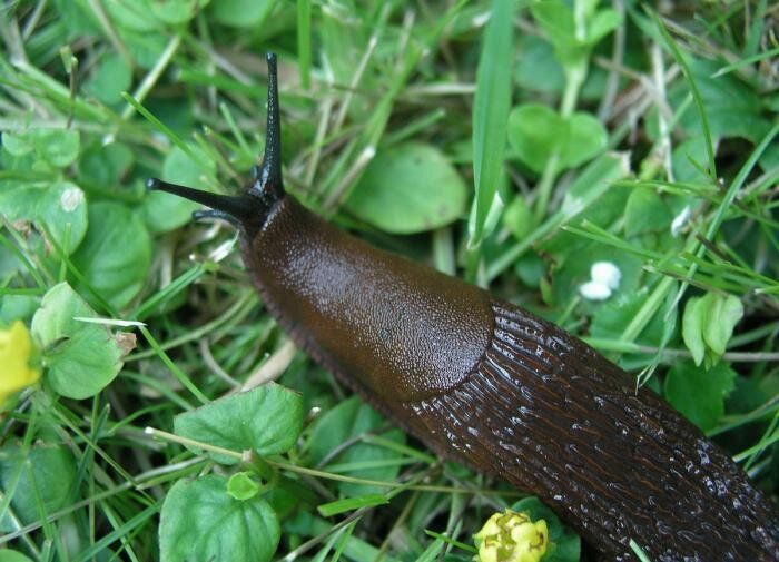 Натуральная защита: Растения, которые помогут избавиться от улиток и слизней на вашем участке