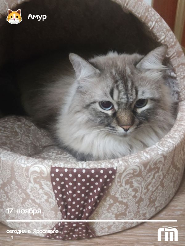 Понедельник, а у котика Амура всё идёт по плану — уютное утро в тёплой лежанке!