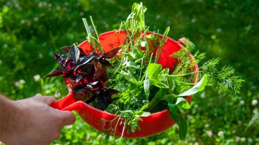 Смело сажайте на подоконнике эту зелень: будет радовать урожаем круглый год