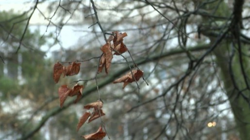Погода на предстоящую неделю в Ярославской области