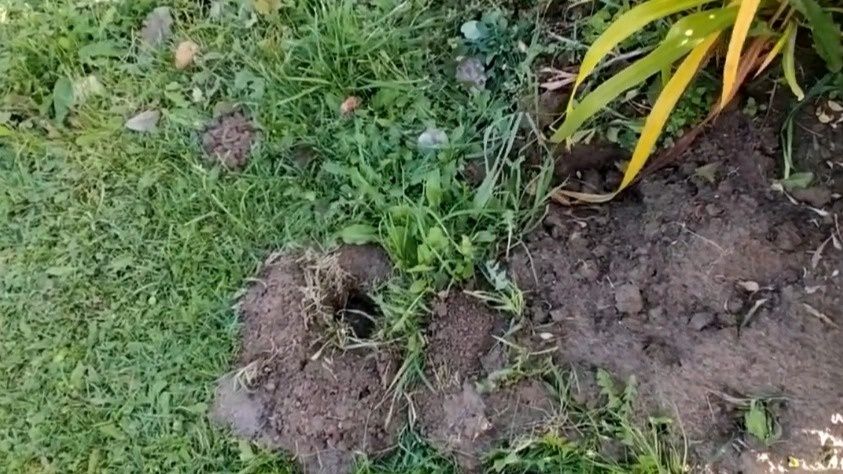 Огородные кроты: как справиться с ними за 72 часа