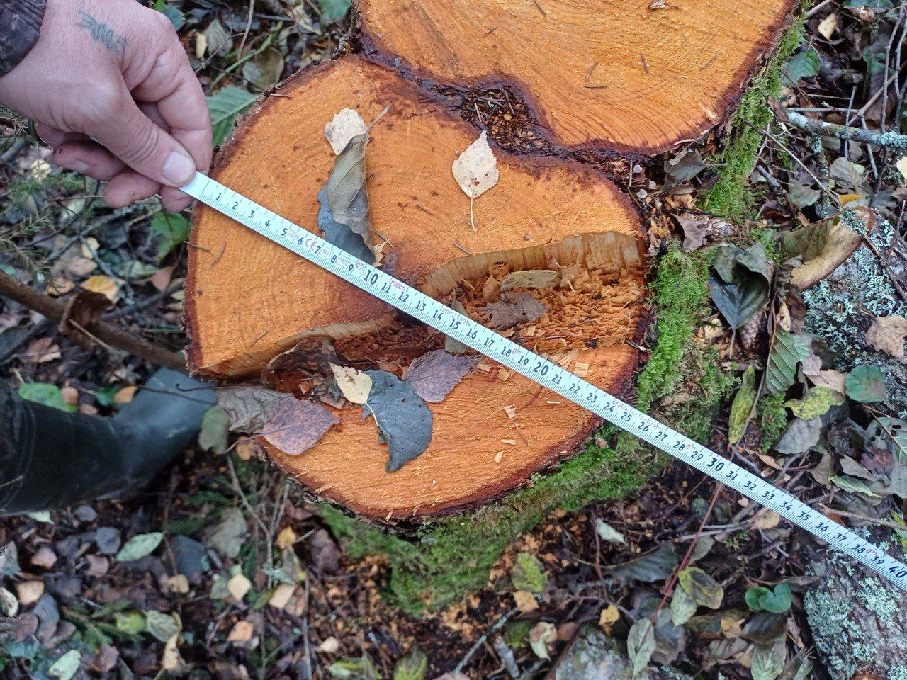 В Новом Некоузе по материалам прокурорской проверки возбуждено уголовное дело о незаконной рубке лесных насаждений В Новом Некоузе по материалам прокурорской проверки возбуждено уголовное дело о незаконной рубке лесных насаждений