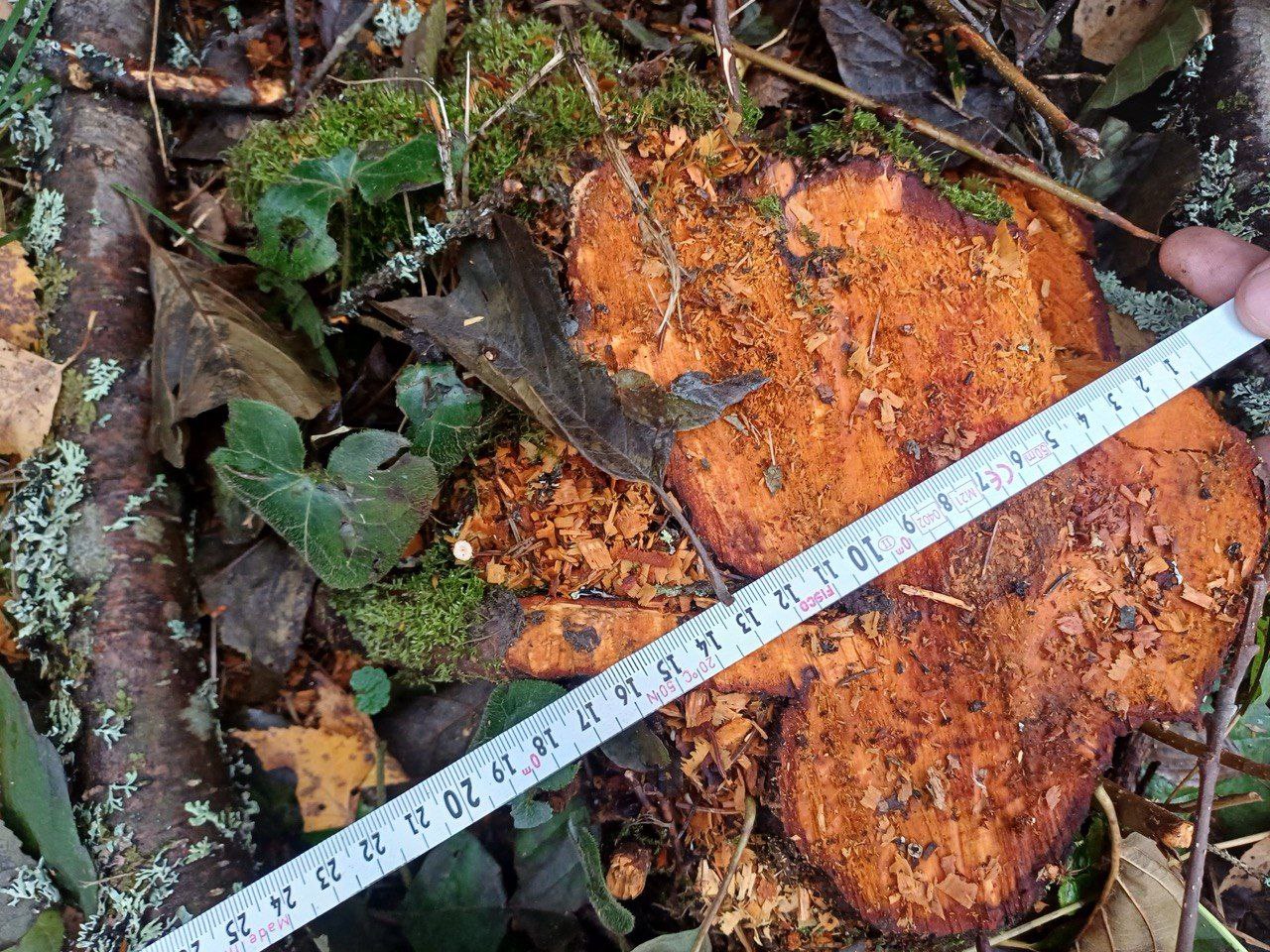 В Новом Некоузе по материалам прокурорской проверки возбуждено уголовное дело о незаконной рубке лесных насаждений В Новом Некоузе по материалам прокурорской проверки возбуждено уголовное дело о незаконной рубке лесных насаждений