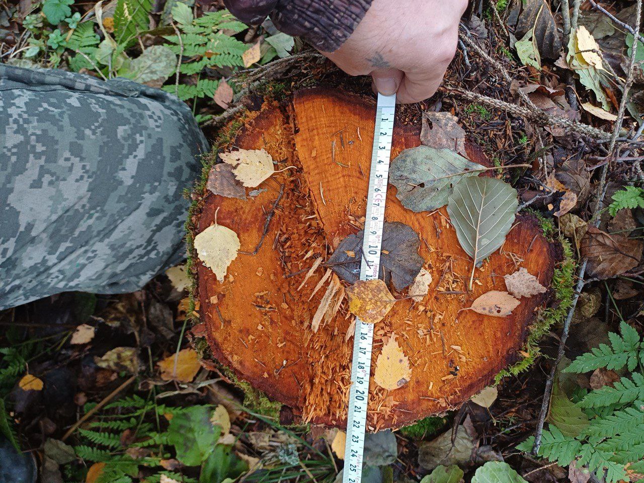 В Новом Некоузе по материалам прокурорской проверки возбуждено уголовное дело о незаконной рубке лесных насаждений В Новом Некоузе по материалам прокурорской проверки возбуждено уголовное дело о незаконной рубке лесных насаждений