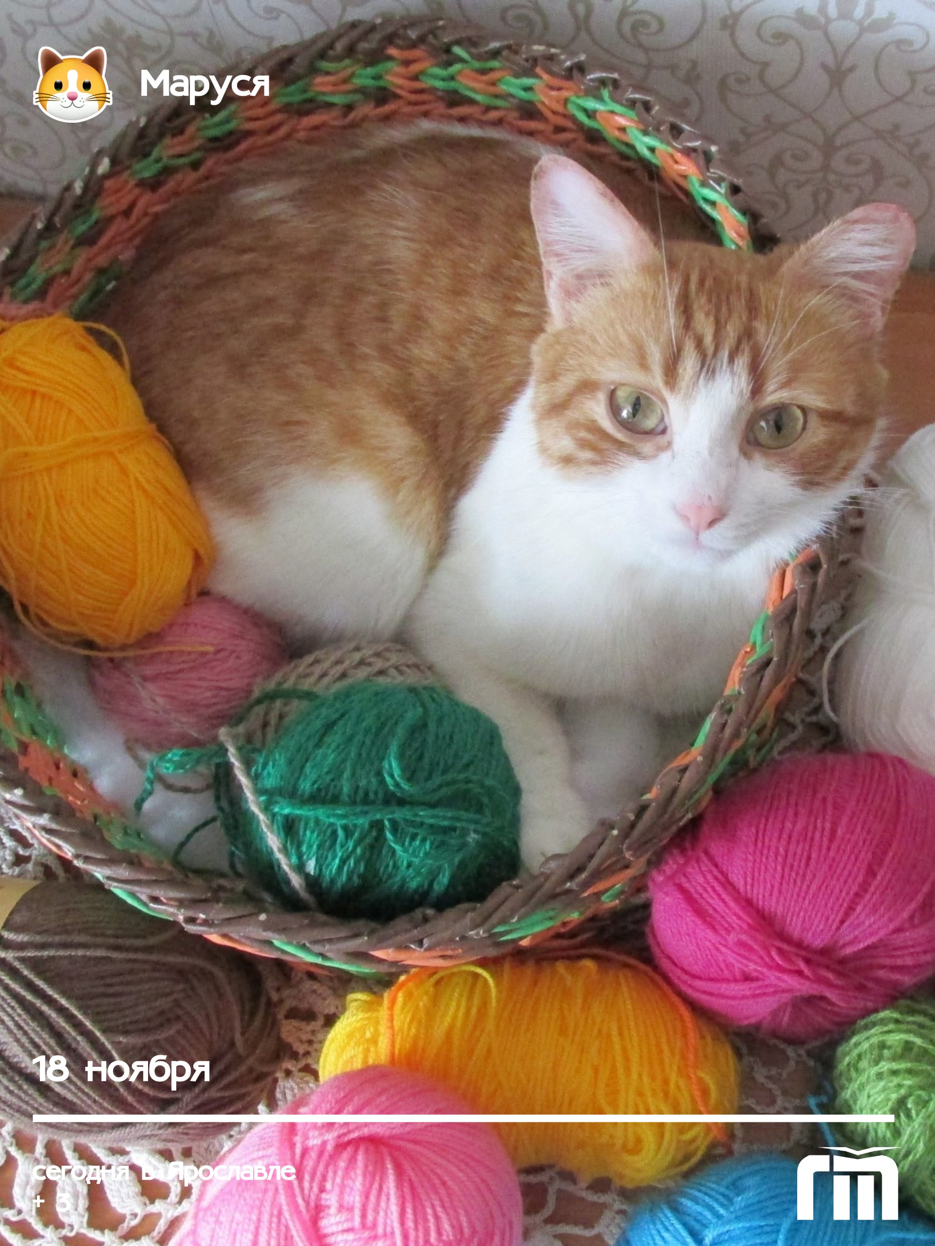 Сегодня доброе утро передает кошечка Маруся Светланы Пчёлкиной
